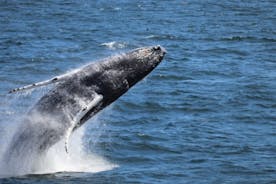 Guided Whale Watching Experience from Reykjavik