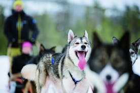 Levi의 Lapland Reindeer와 Husky Safari