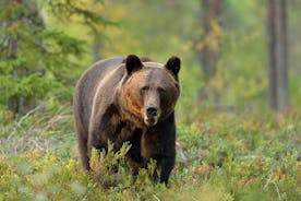 Experiencia de observación de osos pardos para grupos pequeños desde Brasov