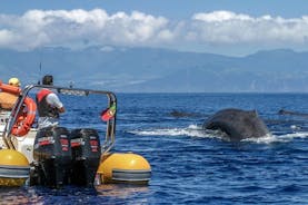 Expeditie bij de Azoren met spotten van walvissen