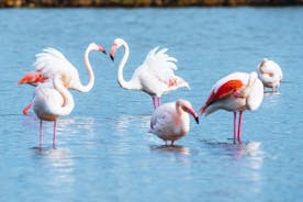 在 s'Albufera des Grau 自然公园徒步旅行