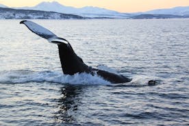 Wal- und Seevogelsafari mit dem Boot von Tromso nach Whale Island