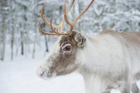 Traditionell renfarmsbesök med pulkatur i Levi