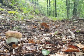 SVAMPE-FORAGERINGSTUR i SLOVENIEN