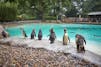 London Zoo travel guide