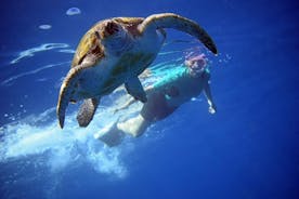 テネリフェ島でイルカやカメとのカヤックとシュノーケリング