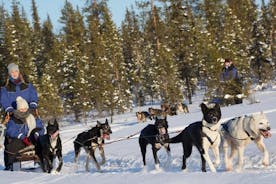 Husky Tour Sit and Drive Combo Tour frá Kiruna