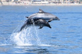 Excursión en barco para ver delfines desde Benalmádena