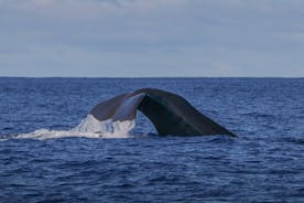 Whale Watching in the Azores, Terceira Island | OceanEmotion