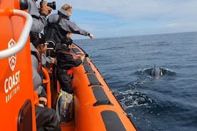 Gite in barca sulla costa: 2 ore alla scoperta della costa e della fauna selvatica della Cornovaglia