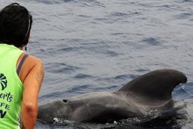 Valaiden ja delfiinien katseluveneretki Los Cristianosista