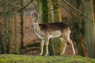 Marselisborg Deer Park