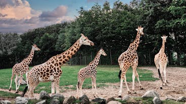 Aalborg Zoo