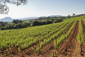 Gita giornaliera privata: tour di degustazione di vini con pranzo al sacco da Cannes