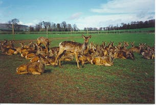 The Scottish Deer Centre