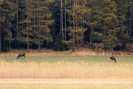 Dýralífsgöngur í Stokkhólmi með dýraskoðun - 2 dagar