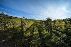 Tours de vinho de Alba, experiência de degustação privada em torno da área de Langhe.
