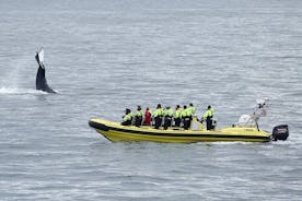 Walbeobachtung mit dem RIB-Schnellboot von der Innenstadt von Reykjavik