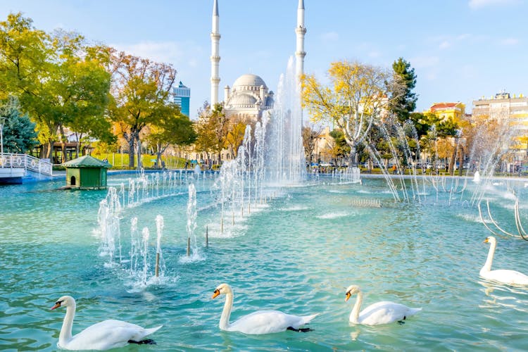 Photo of white swans swims in blue lake with fountains and mosque inthe background in Konya.