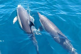  Observation des dauphins à Sesimbra