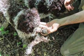 Experience Tuscan Truffle Hunting with Wine and Lunch 
