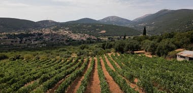 Tour del vino di Cefalonia