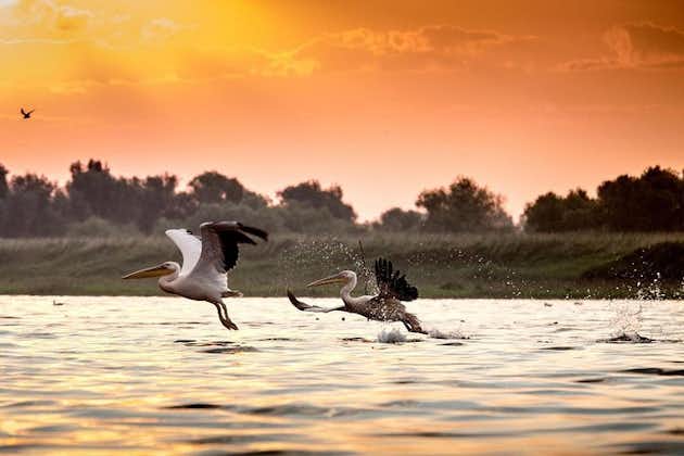 Privat fire dagers safariopplevelse til Donau-deltaet fra Bucuresti
