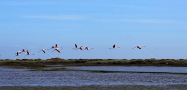 3-Hour Boat Trip and Birdwatching in the Tagus Estuary