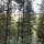 Forestry England - Cardinham Woods, Cardinham, Cornwall, South West England, England, United Kingdom