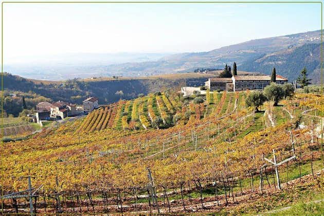 ヴァルポリチェッラのブドウ畑とワインの試飲体験を発見