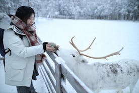 Visita agli allevamenti di husky e renne con gite in slitta