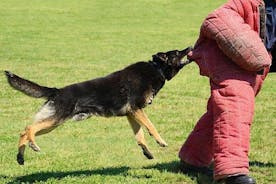 Riga Dog Attack Prank