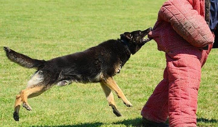 Riga Dog Attack Prank