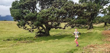 Fanal Ancient Forest Running Tour (Easy-Moderate)
