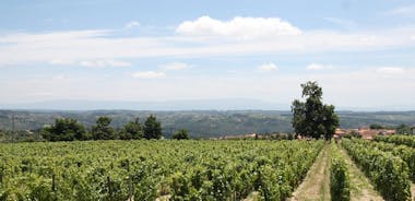 Premium Private Dão Tour: 2 Wineries with Wine & Cheese Tasting