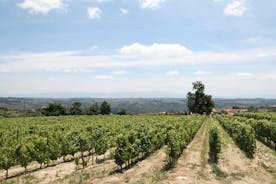 Tour Privado do Vinho do Dão: Visite 2 Quintas com Almoço e Prova de Vinhos e Queijo