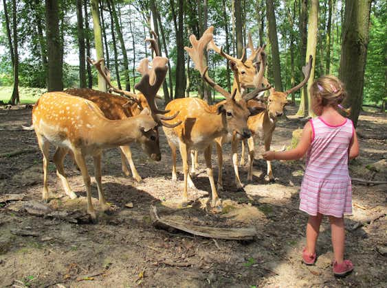 Photo of child playing with fallow deer in Obora Holedna park, Brno, Czech Republic.