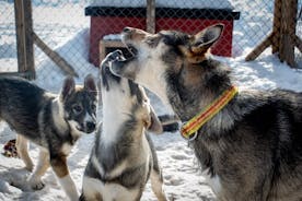 Privat Kennelbesök och ATV-tur med Huskies
