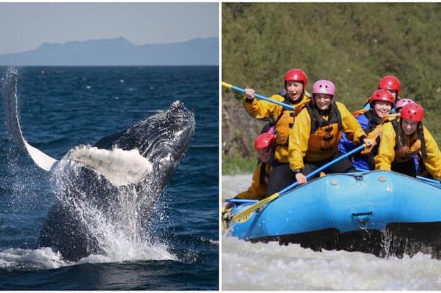 レイキャビク クジラとホワイト ウォーター ラフティング アドベンチャー