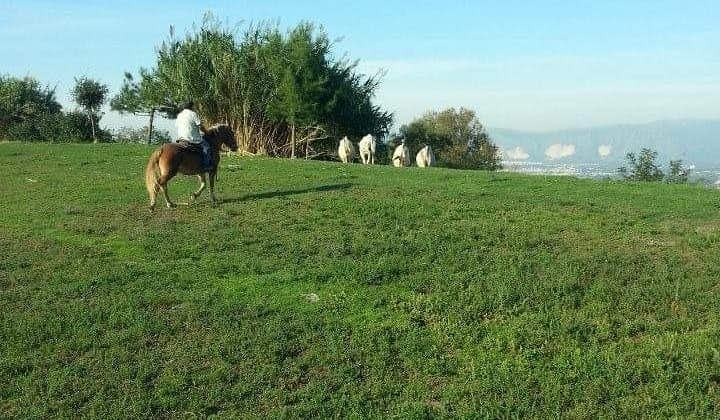 A Contryside experience in Amalfi Coast:Tasting and Riding Horse