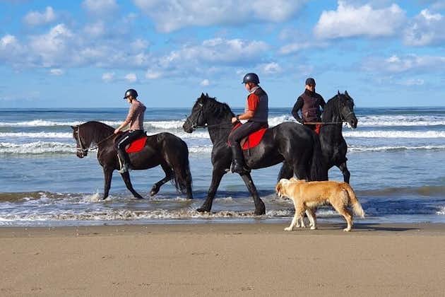 Guided Horseback Riding in Durres, Albania