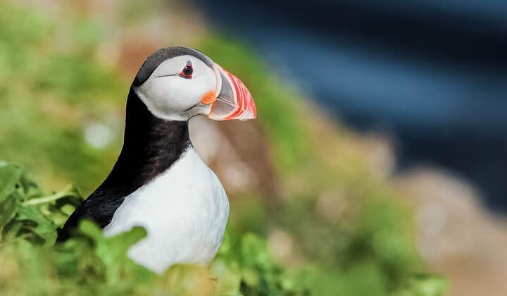 Whales and Puffins Tour from Husavik