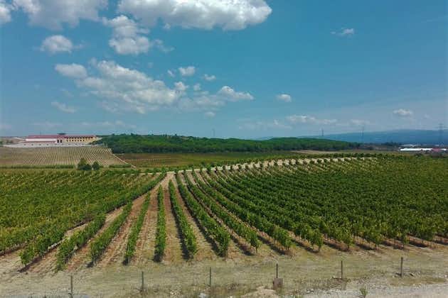 Bairrada Winery Route Experience, full-day from Coimbra
