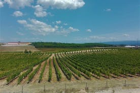 Expérience de la route des vignobles de Bairrada, journée complète au départ de Coimbra