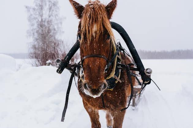 Paseo en trineo tirado por caballos en el Ártico, Apukka Resort Rovaniemi