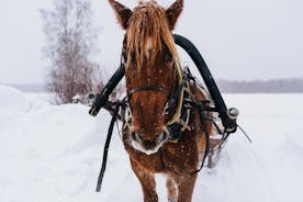 Giro in slitta trainata da cavalli nell'Artico, Apukka Resort Rovaniemi