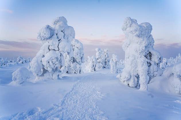 Arctisch avontuur door magische bevroren bossen van Riisitunturi
