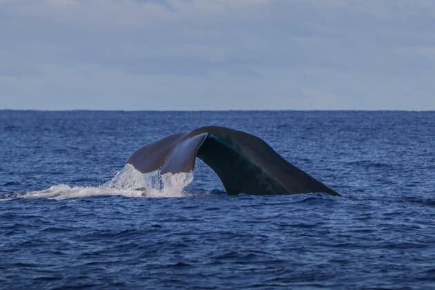 3-stündige Wal- und Delfinbeobachtung von Angra do Heroísmo auf den Azoren