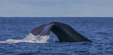 特塞拉岛亚速尔群岛的鲸鱼观赏活动|海洋情感