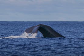 特塞拉岛亚速尔群岛的鲸鱼观赏活动|海洋情感